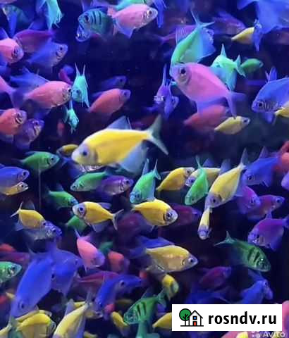 Рыбки Кущевская - изображение 1