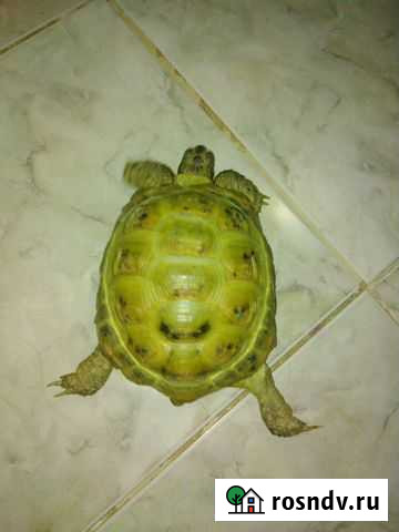 Черепаха сухопутная Йошкар-Ола - изображение 1