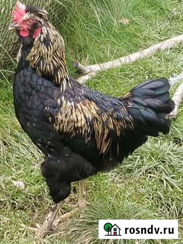 Молодые петухи Мосальск - изображение 1