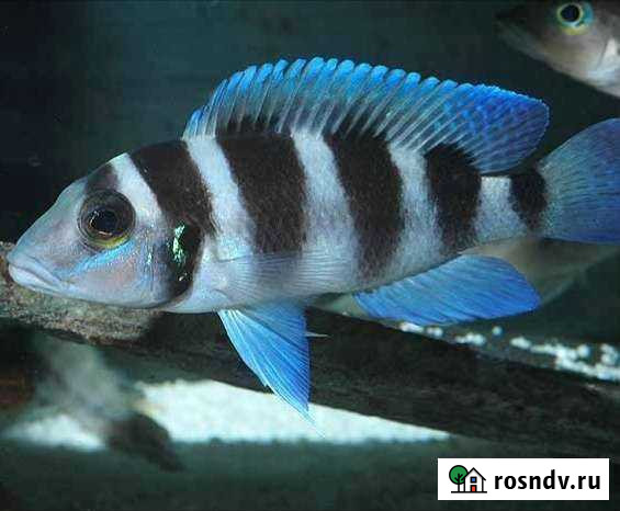 Танганьика Липецк - изображение 1