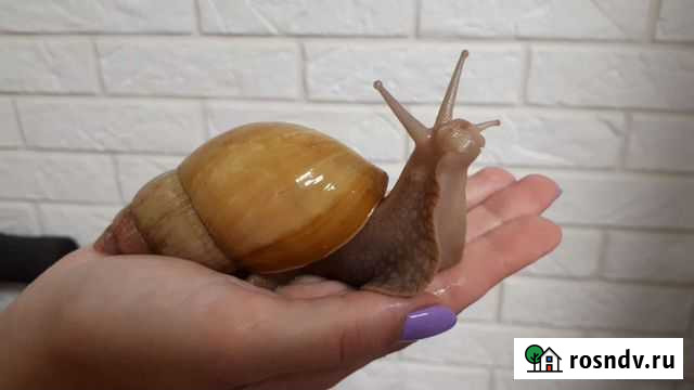 Улитки Ахатины Челябинск - изображение 1