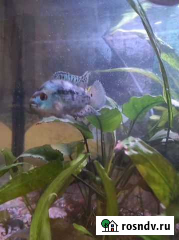 Рыба Луховицы - изображение 1