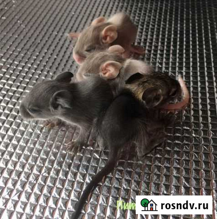 Дегу из питомника Санкт-Петербург - изображение 1