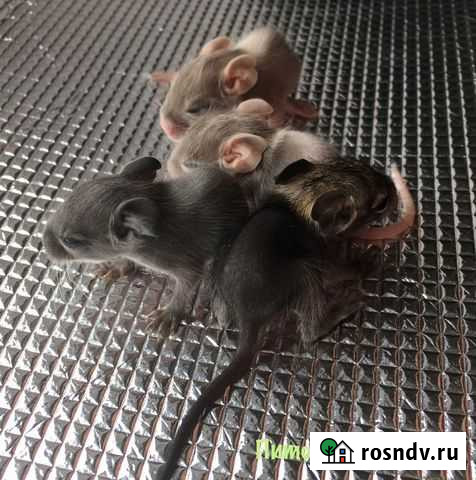 Дегу из питомника Санкт-Петербург - изображение 1