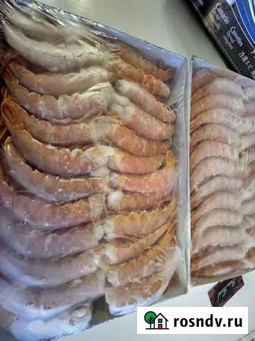 Аргентинская креветка Дмитров - изображение 1