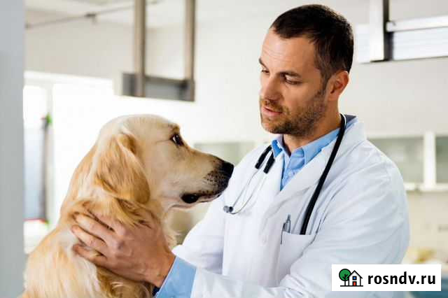 Вызов ветеринарного врача на дом Уфа - изображение 1