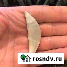 Кнога. Клык волчицы Владикавказ - изображение 1