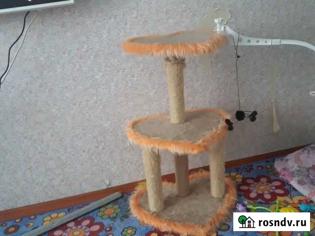 Когтеточка Петропавловск-Камчатский - изображение 1