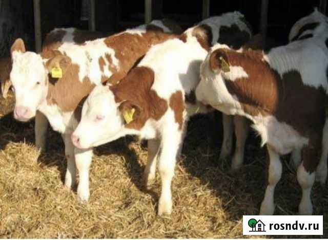 Бычки Новоукраинское - изображение 1