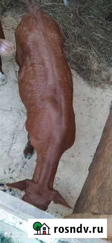 Бычки мясные Кривополянье - изображение 1