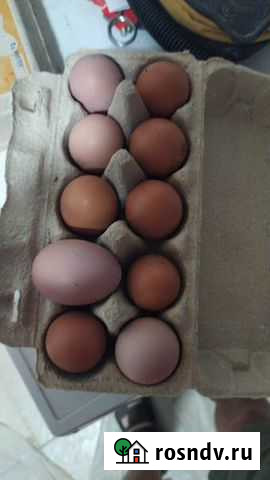 Домашние куриные яйца Люберцы - изображение 1