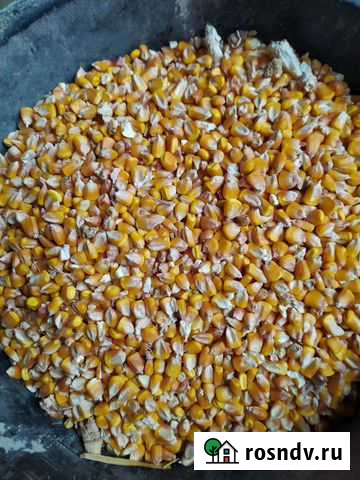 Кукуруза Отрадо-Ольгинское - изображение 1