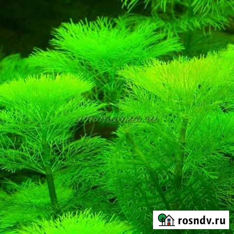 Живые растения для аквариума Смоленск - изображение 1