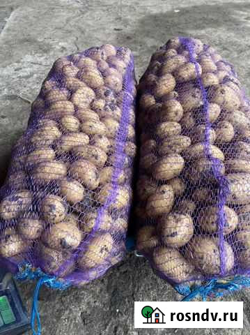 Картофель 2 урожай Старовеличковская - изображение 1