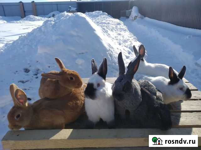 Кролик Калифорния, Серебро Железногорск - изображение 1