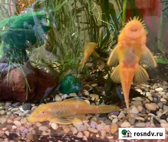 Сом анцитрус Сургут - изображение 1