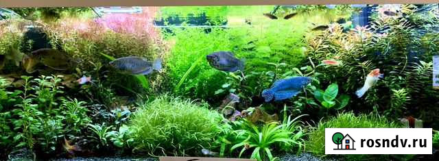 Аквариумные растения, свежая прополка Янино-1 - изображение 1