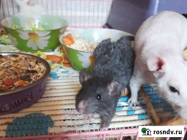 Крыса рекс Хабаровск - изображение 1