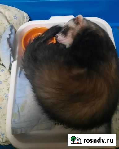 Хорек Наро-Фоминск - изображение 1