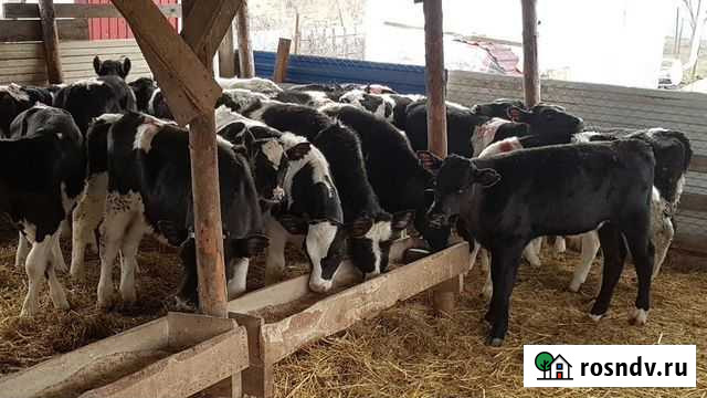 Бычки элитные телята Зерноград - изображение 1