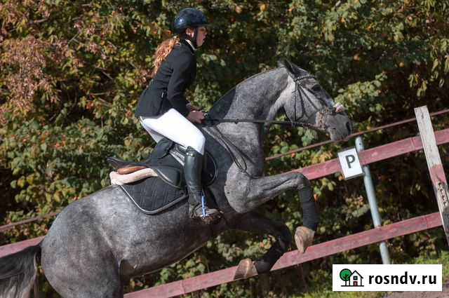 Лошадь в аренду Красково - изображение 1