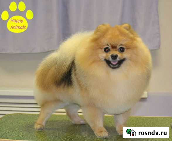 Стрижка собак и кошек Тверь - изображение 1