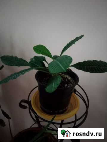 Цветок молочай Великий Новгород - изображение 1