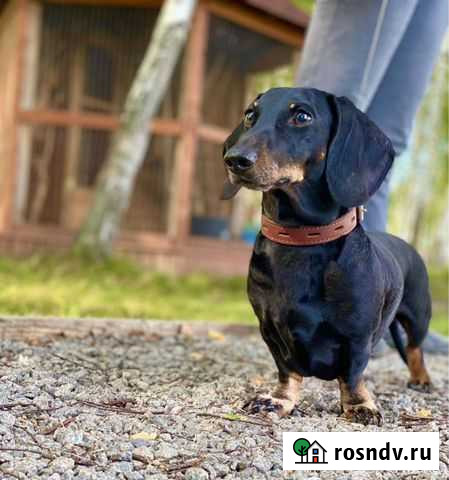 Предлагаем кобеля таксы (минитакса) для вязки Ярославль - изображение 1