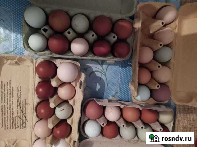 Яйца цветные инкубационные Саратов - изображение 1