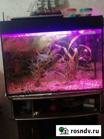 Аквариум Новомосковск - изображение 1