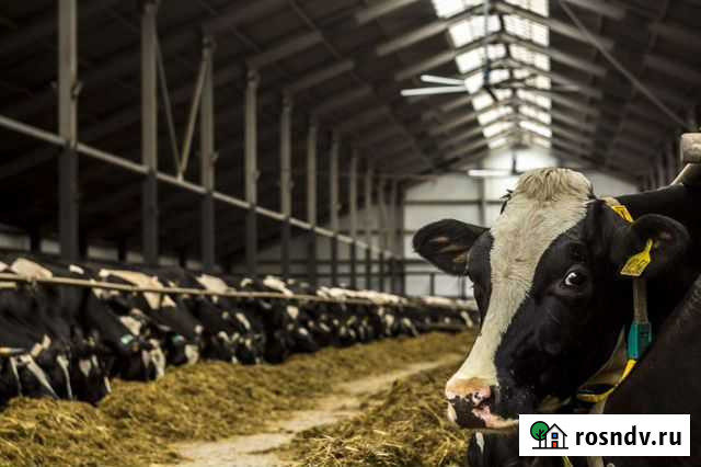 Корова Подольск - изображение 1