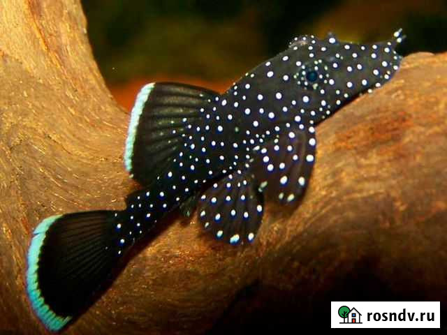 Номерные сомы Пенза - изображение 1