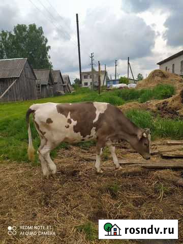 Молодая тёлка Нерехта - изображение 1