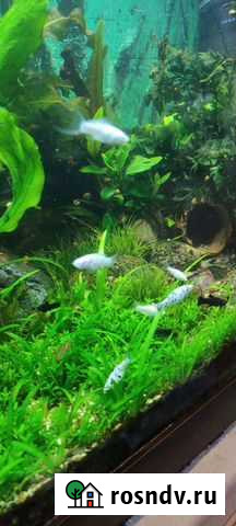 Моллинезия снежинка вильчатая Новокузнецк - изображение 1