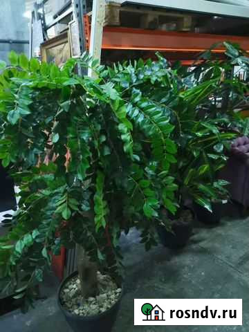 Цветы искусственные Киров - изображение 1