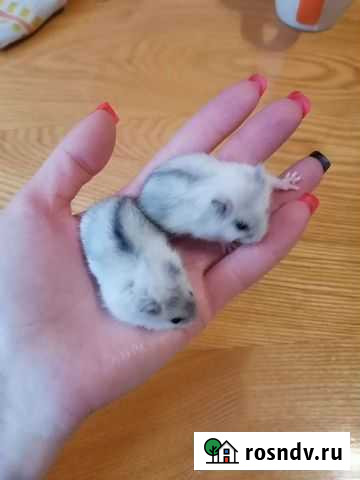 Джунгарский хомяк бесплатно Каменск-Уральский - изображение 1