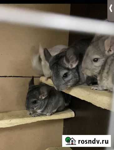 Шиншилла мама и детки Екатеринбург - изображение 1