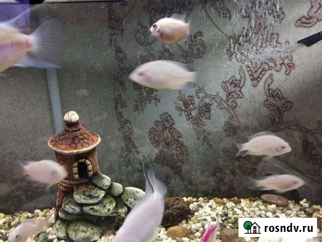 Рыба Новоуральск - изображение 1