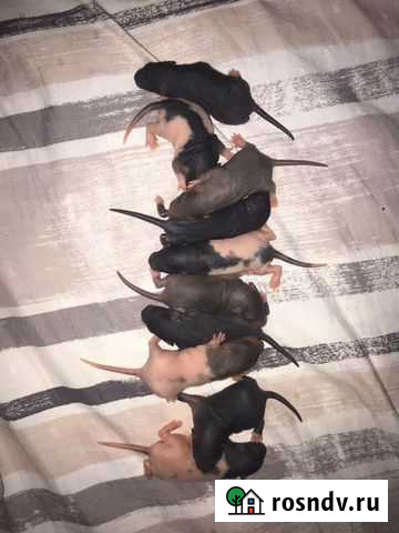 Ручные крысята Москва - изображение 1