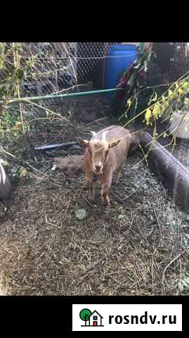 Камерунские козы Ростов-на-Дону - изображение 1