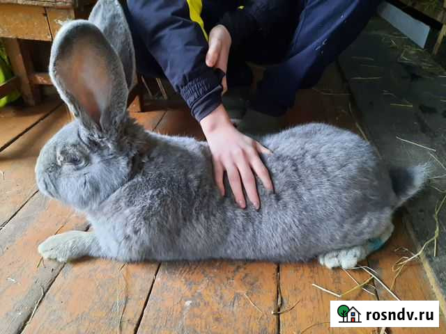 Кролики великаны ризен фландр Удельная - изображение 1