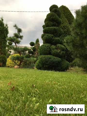 Ландшафтный дизайн, Уход за садом, Проф.обрезка Белгород - изображение 1