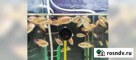 Мальки хромиса Набережные Челны - изображение 1