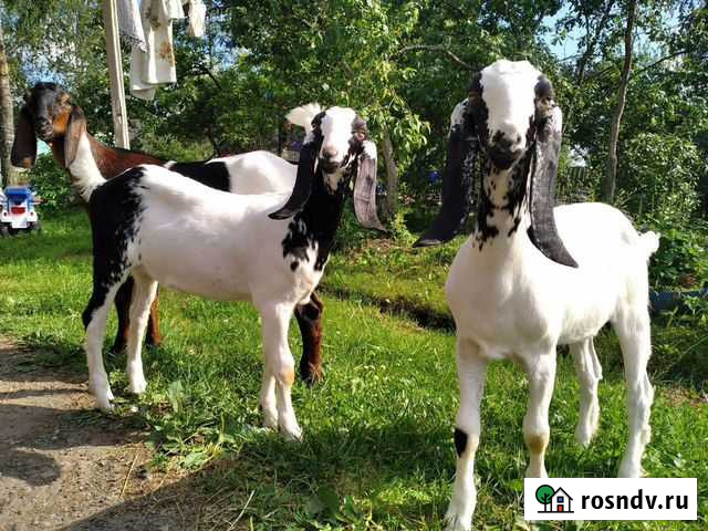 Козочки каморинубы Великий Новгород - изображение 1