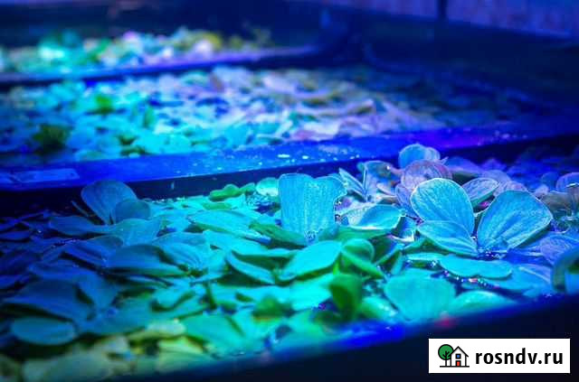 Пистия, эйхорния, лимнобиум Санкт-Петербург - изображение 1