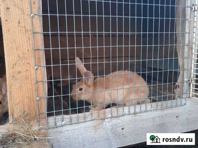 Кролик Брянск - изображение 1