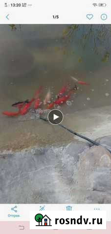 Рыбы Северская - изображение 1