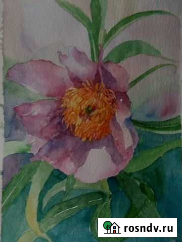 Акварель Пион Сыктывкар - изображение 1