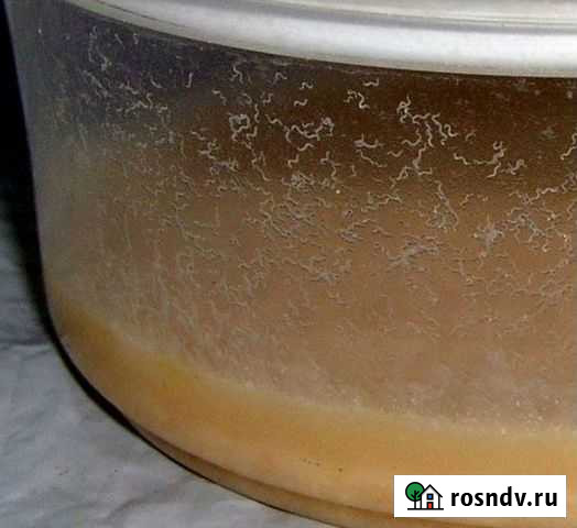 Нематоды Отправка в любой город Липецк - изображение 1