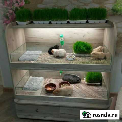 Стеллаж для морских свинок Армавир - изображение 1